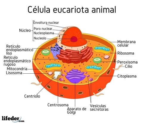 celula eucarionte - partes de la celula animal